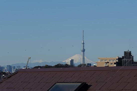 0131ツリー＆富士山 (3).JPG