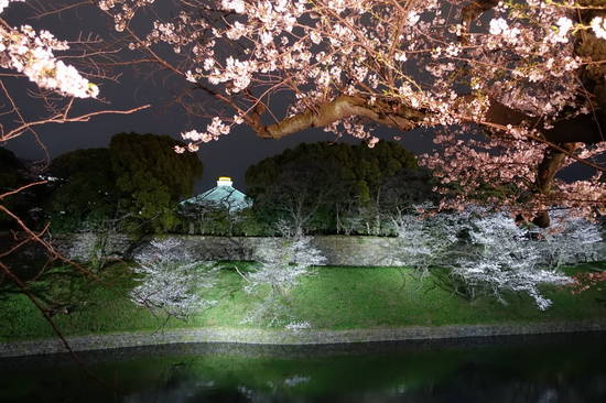 0405夜桜 (1).JPG