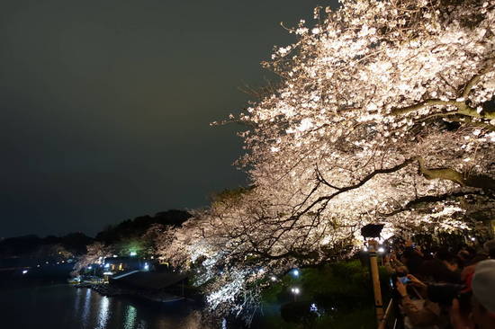 0405夜桜 (2).JPG