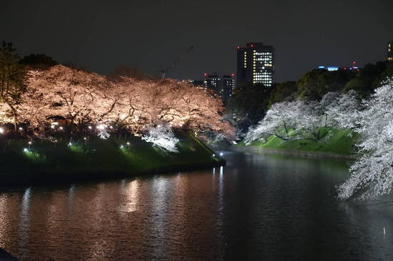 0405夜桜 (3).JPG